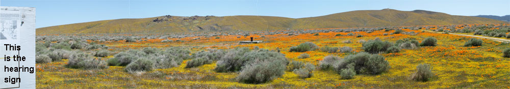 RacetrackPoppies2010-1